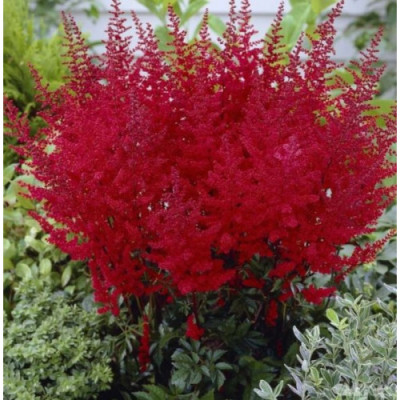 Астільба "Etna"