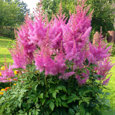 Астільба "Gloria Purpurea"