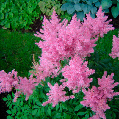 Астільба "Gloria Purpurea"