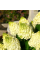 Гортензія волотиста "Mont Blanc" 0.5л