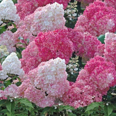 Гортензія волотиста "Vanila Fraise" 0.5л Коробка