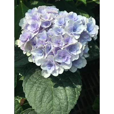 Гортензія широколиста "Florentina Blue" 0.5л