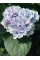 Гортензія широколиста "Florentina Blue" 0.5л