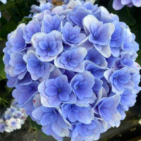 Гортензія широколиста "Florentina Blue" 0.5л