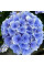 Гортензія широколиста "Florentina Blue" 0.5л