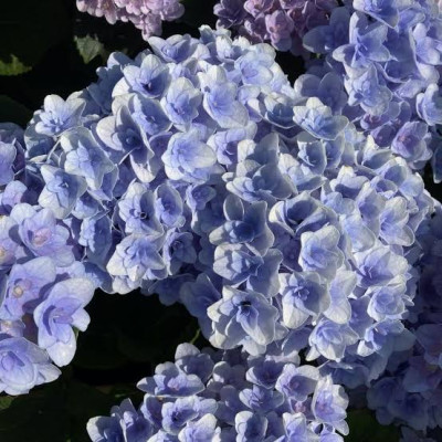 Гортензія широколиста "Florentina Blue" 0.5л
