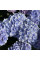 Гортензія широколиста "Florentina Blue" 0.5л