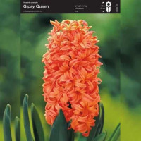 Гіацинт "Gipsy Queen" 14/15