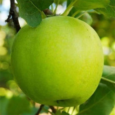 Яблуня "Крістіна Муцу"