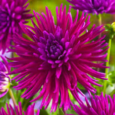 Жоржина "Purple Gem"