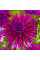 Жоржина "Purple Gem"