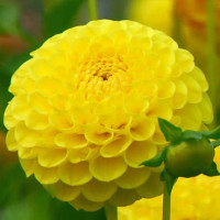 Жоржина помпонна "Deepest Yellow"