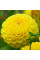 Жоржина помпонна "Deepest Yellow"