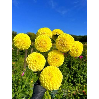 Жоржина помпонна "Deepest Yellow"