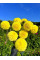 Жоржина помпонна "Deepest Yellow"