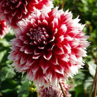 Жоржина "Red and White Fubuki"