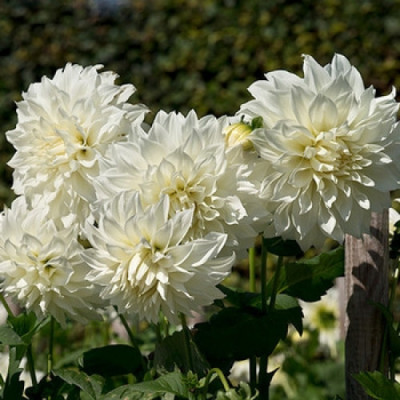 Жоржина "Fleuer"
