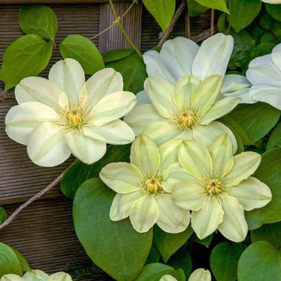 Клематис "Guernsey Cream" 0.5л