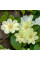 Клематис "Guernsey Cream" 0.5л