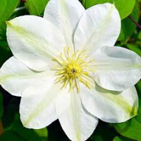 Клематис "Guernsey Cream" 0.5л