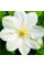 Клематис "Guernsey Cream" 0.5л
