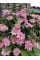 Клематис "Little Mermaid" 0.5л