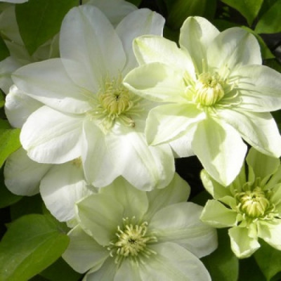 Клематис "Guernsey Cream" 0.5л