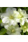 Клематис "Guernsey Cream" 0.5л