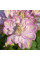 Клематис махровий "Innocent Blush" 0.5л