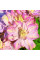 Клематис махровий "Innocent Blush" 0.5л