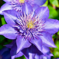 Клематис махровий "Multi Blue" 0,5л