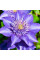 Клематис махровий "Multi Blue" 0,5л