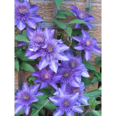 Клематис махровий "Multi Blue" 0,5л