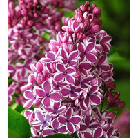 Бузок "Сенсація"