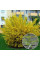 Форзиція "Golden Nugget" P9