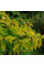 Форзиція "Golden Times" P9