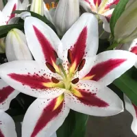 Лілія орієнтально "Big Smile"