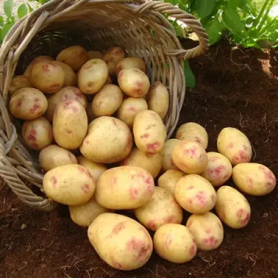 Картопля насінева "Пікассо" 2,5кг AGRICO