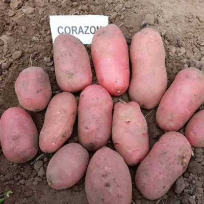 Картопля насінева Коразон 2,5кг AGRICO