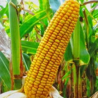 Кукурудза кормова "Любава" Ваг