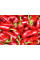 Перець "Джапо F1" 0,5г