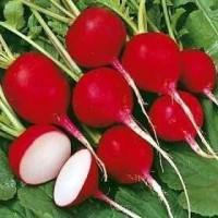 Редиска Базис 3г НУ