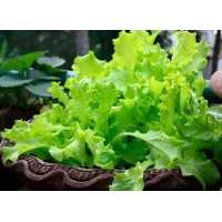 Салат "Балтімор" 500шт СМ