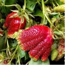 Суниця-полуниця "Купчиха" 5шт