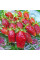 Суниця-полуниця "Купчиха" 5шт