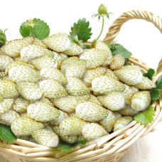 Суниця "Вайт Соул" 0,1г ПРОФ