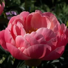 Піон "Coral Charm"
