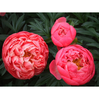 Піон "Coral Charm"