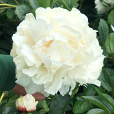 Піон "Duchesse de Nemours"