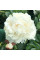 Піон "Duchesse de Nemours"